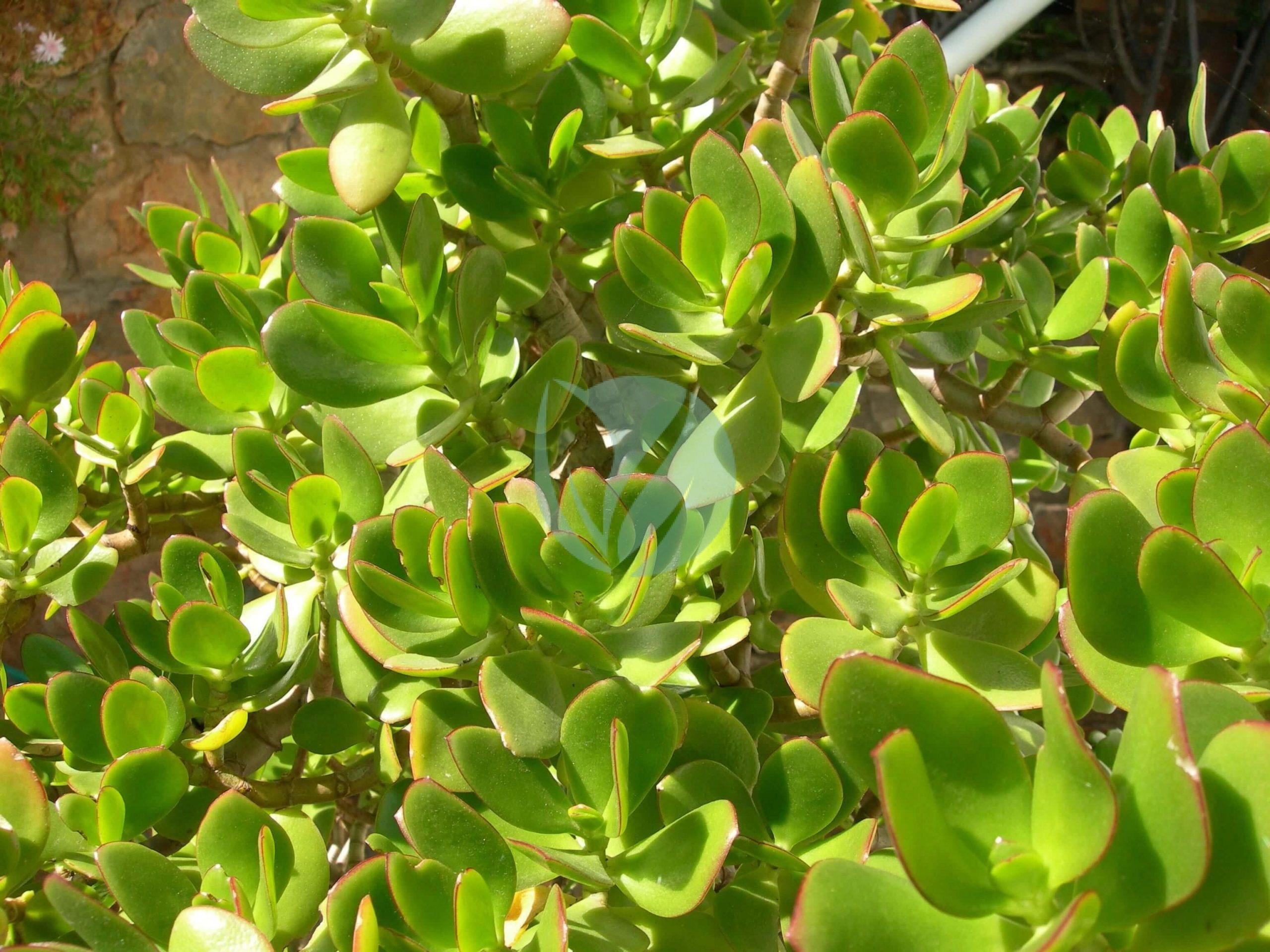 penny-tree-leaves-scaled-1-3