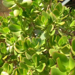 Agave attenuata - الصورة 4