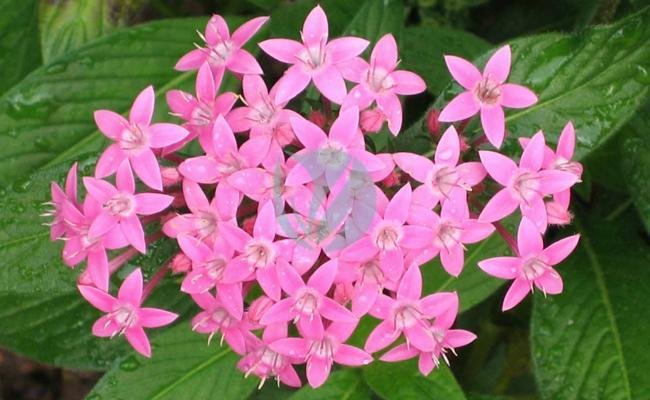 pentas-maroc-clorofila-1-3