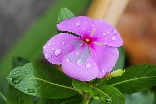 periwinkle-3355000__340-1