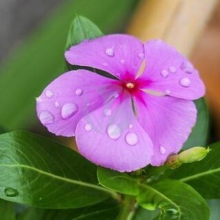 periwinkle-3355000__340-320×320-14