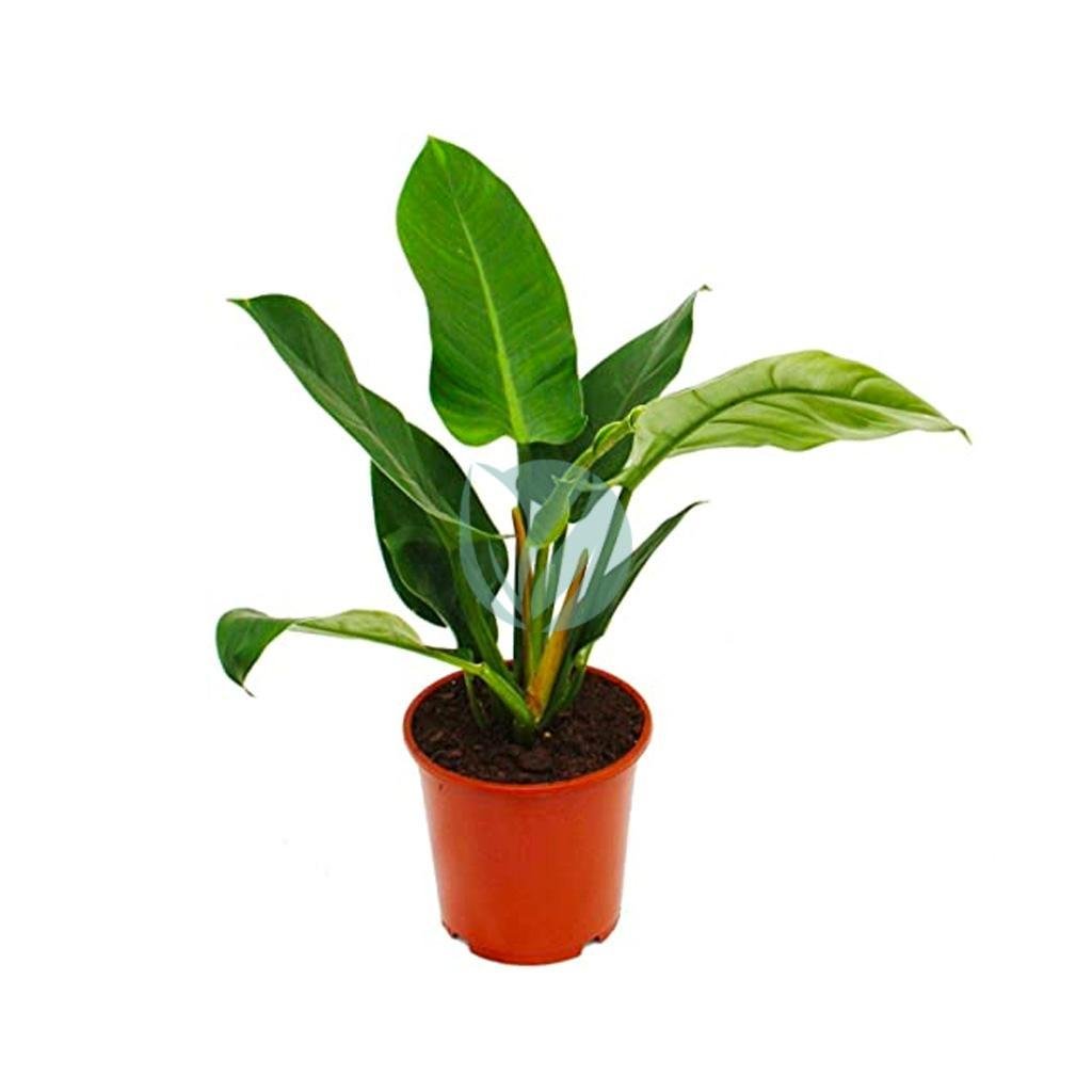 philodendron-imperial-maroc-3