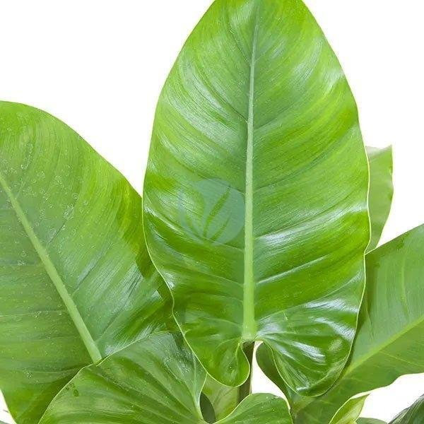 philodendron-imperial-maroc-clorofila-3