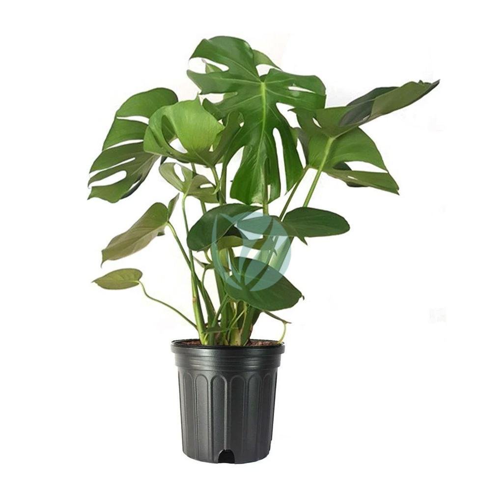 philodendron-monstera-pertusum-maroc-clorofila-3