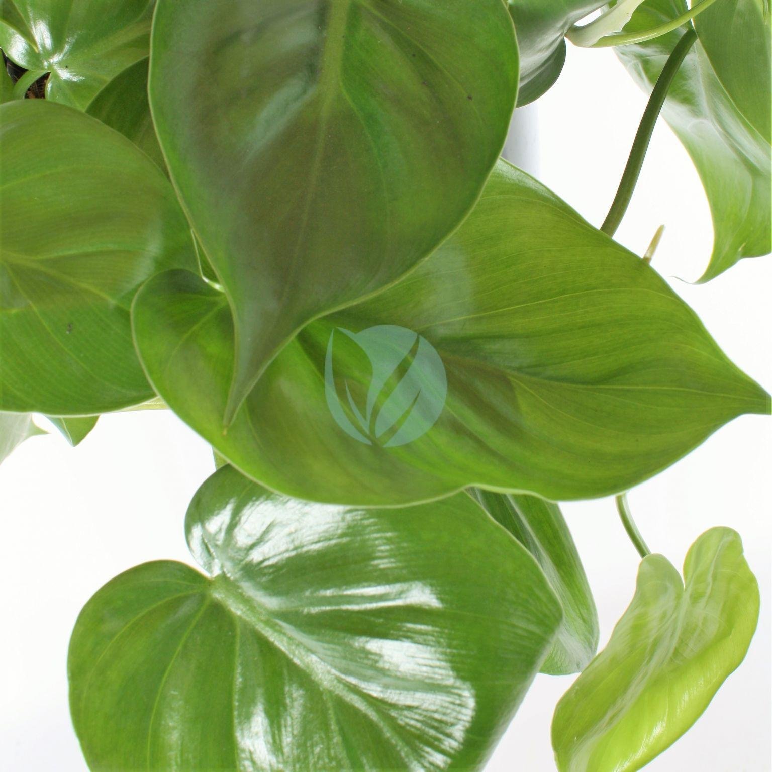philodendron-scandens-clorofila-3