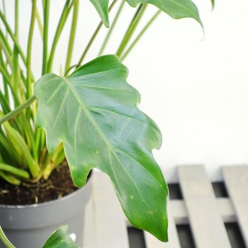 philodendron-xanadu-3