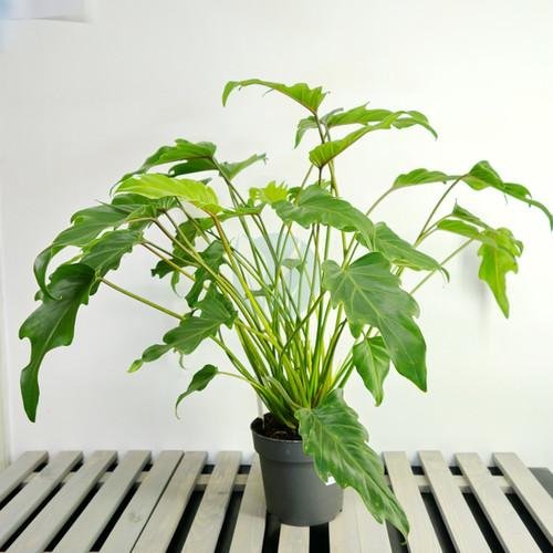 philodendron-xanadu-maroc-3