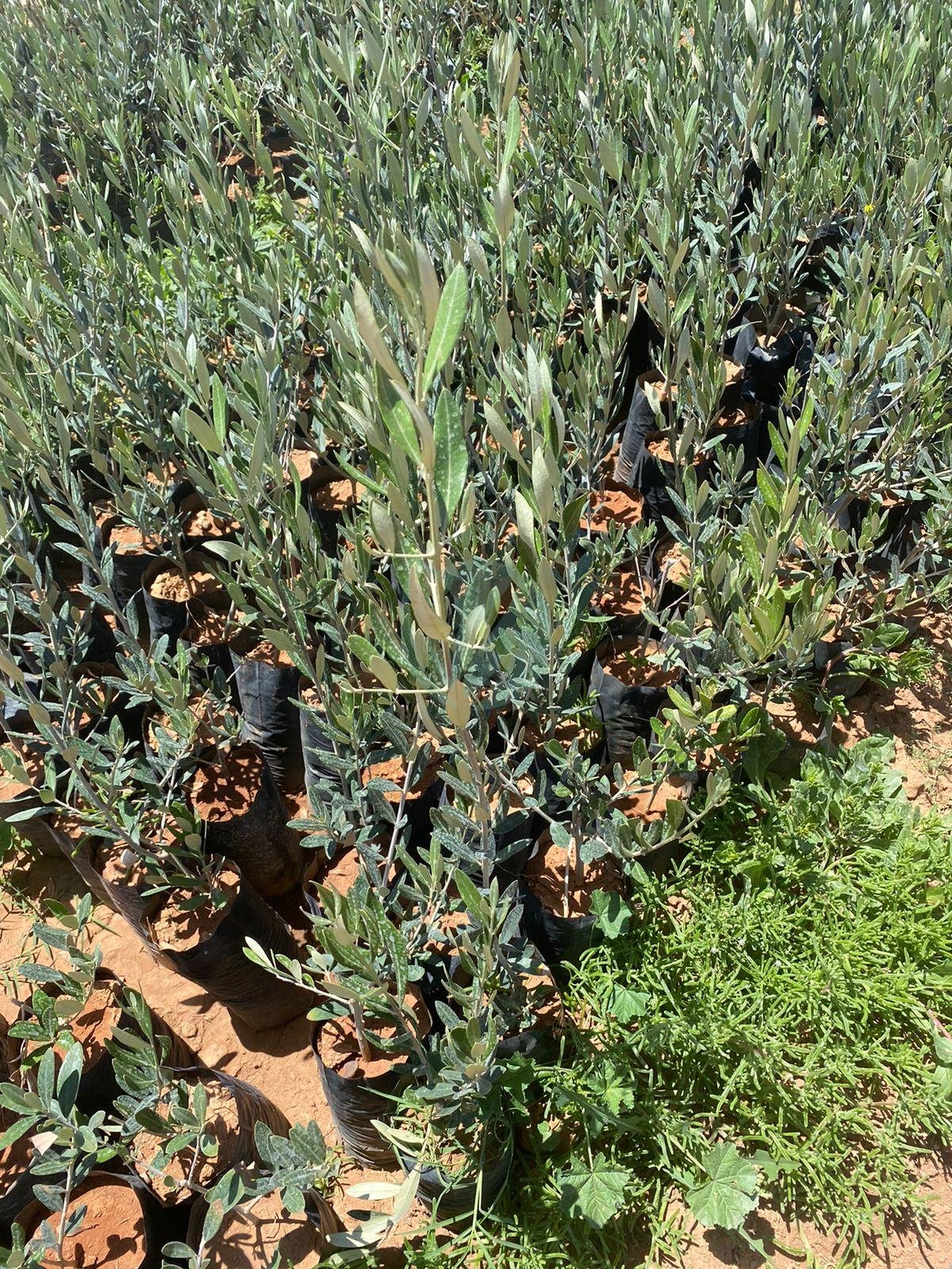 Olivier (Picholine Marocaine) – Image 5