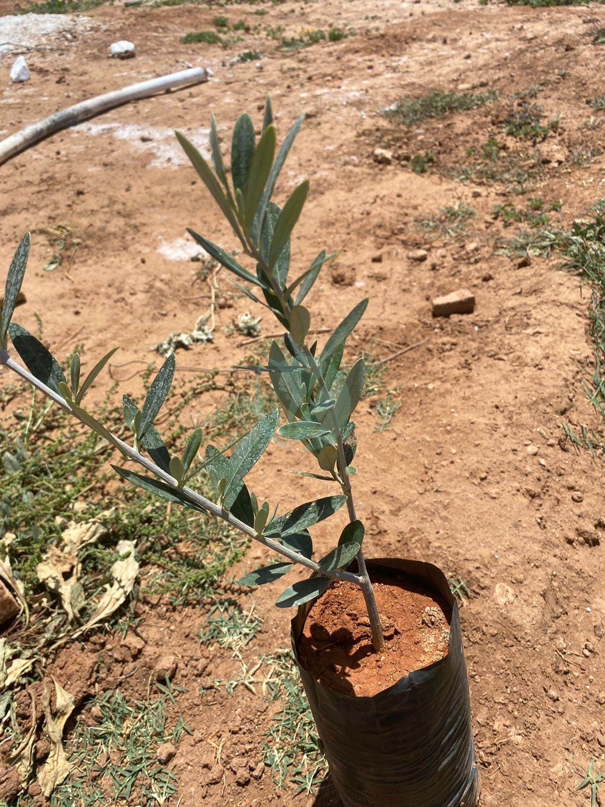 Olivier (Picholine Marocaine) – Image 3