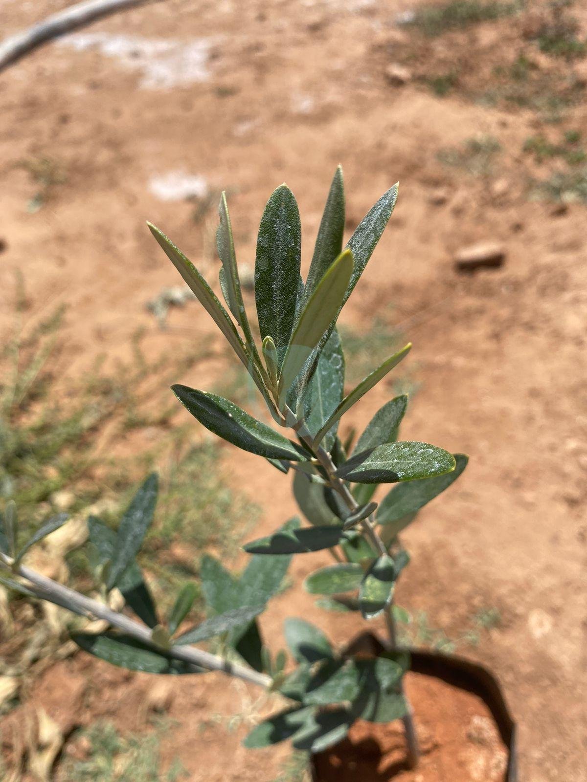 Olivier (Picholine Marocaine) – Image 4