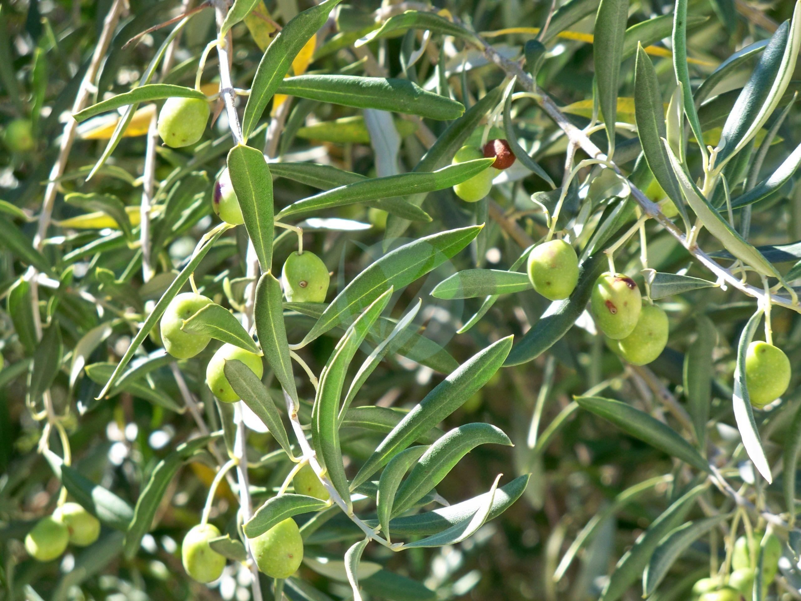 picholine-marocaine-scaled-2