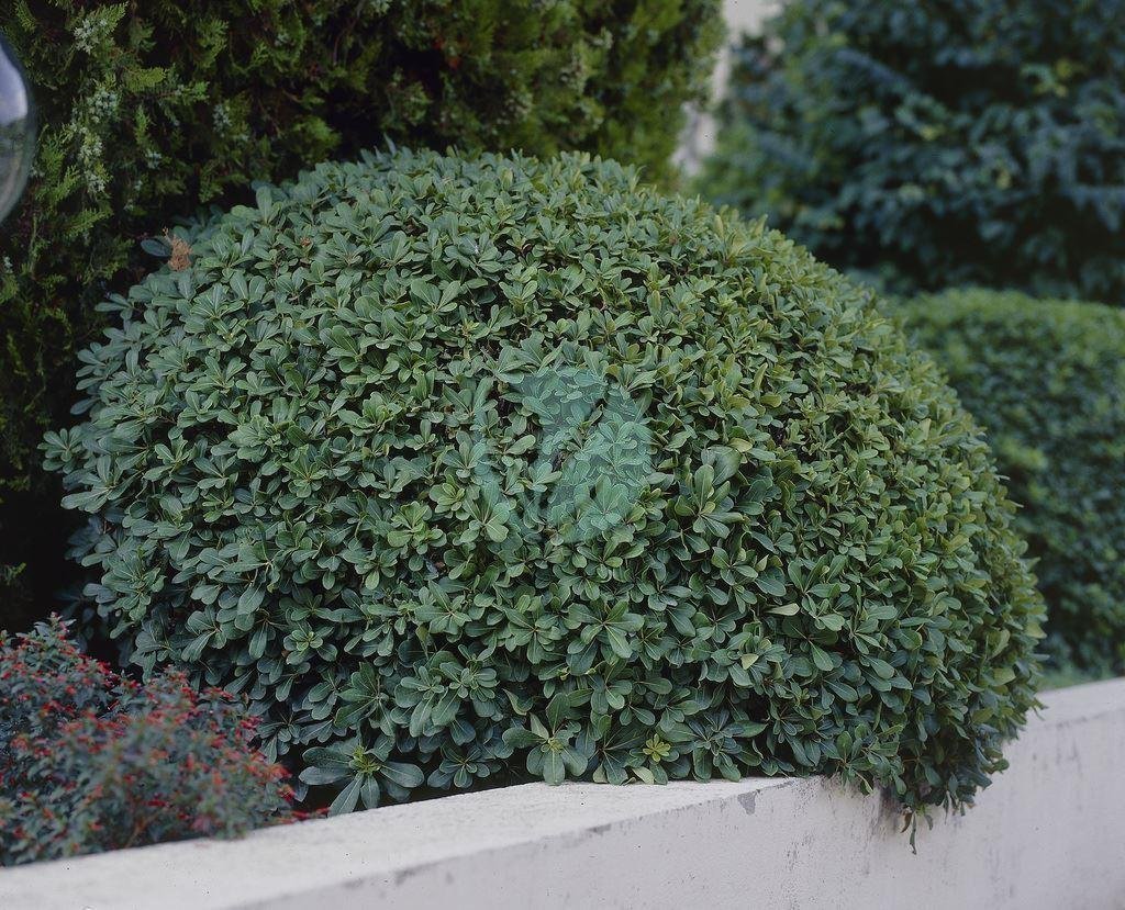 pittosporum-tobira-boule-3