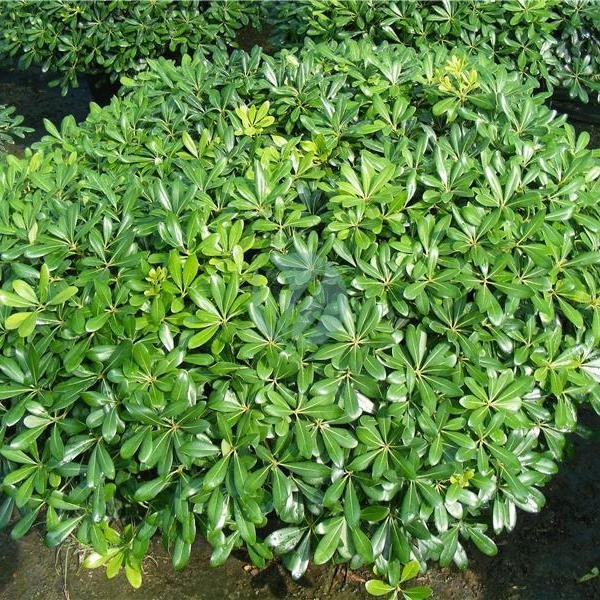 pittosporum-tobira-boule-clorofila-3