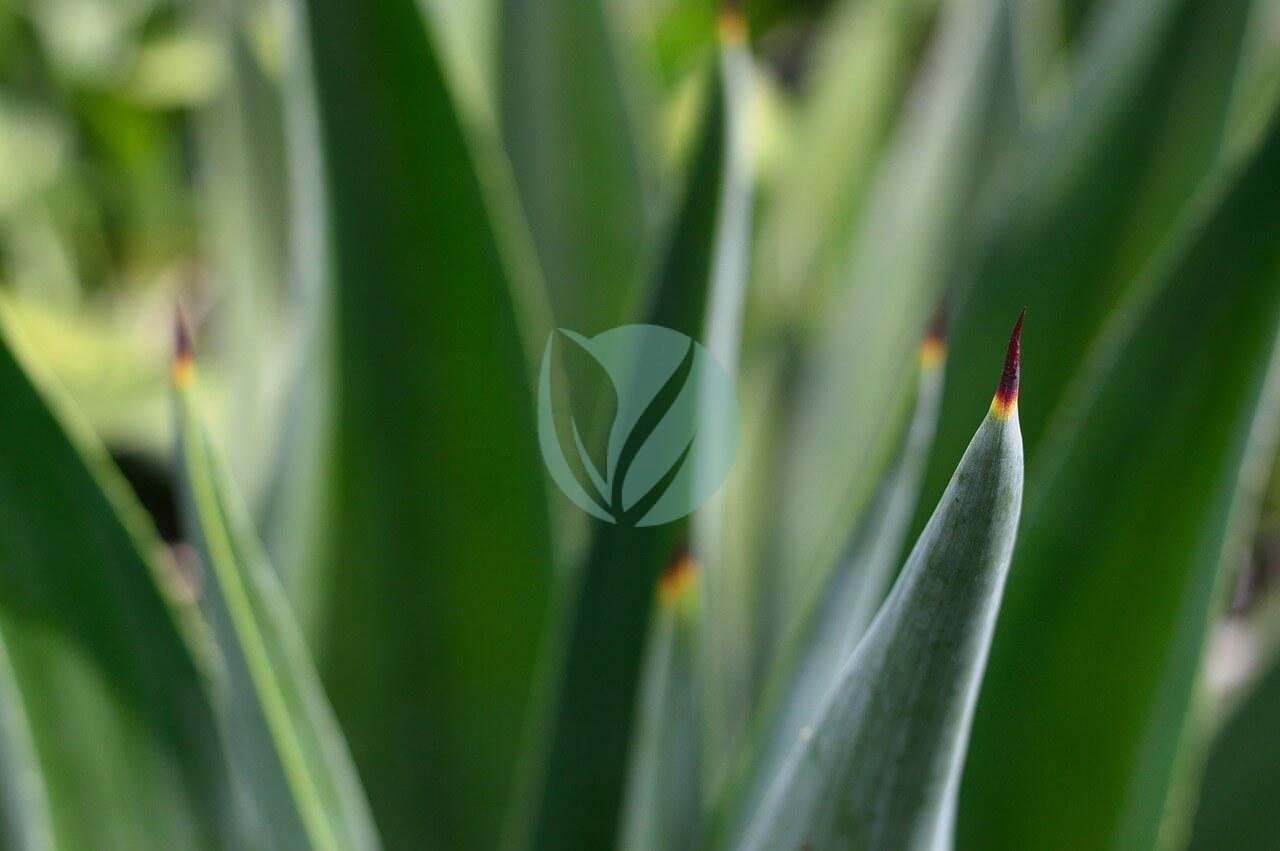 plant-2723871_1280-3