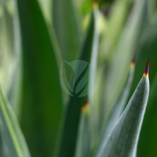Agave americana variegata – Image 3