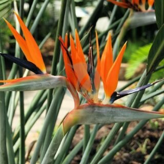 Alocasia amazonica polly – Image 3