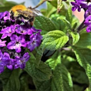 Begonia - الصورة 3