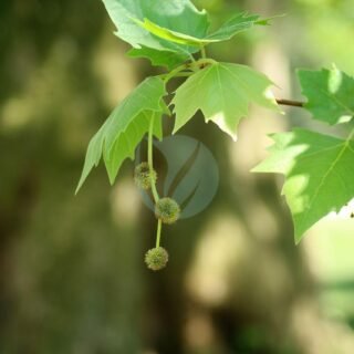 Populus nigra (peuplier noir) – Image 4
