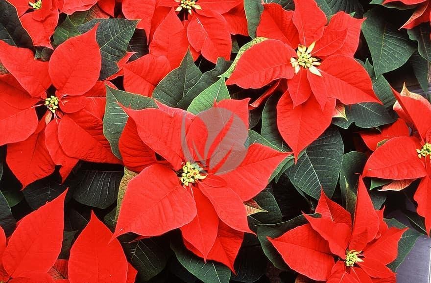 poinsettia-flowers-red-christmas-decoration-holiday-plant-season-traditional-3