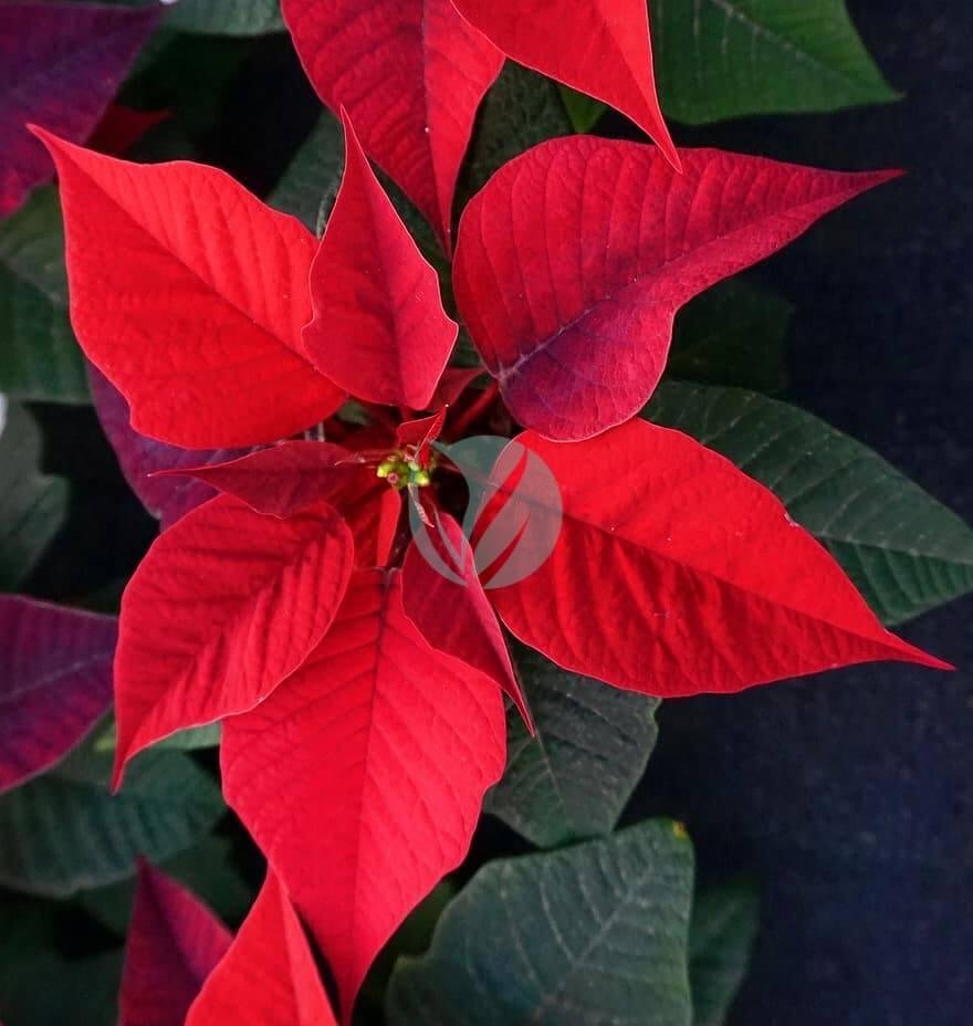 poinsettia-red-blossom-bloom-plant-flower-1-3