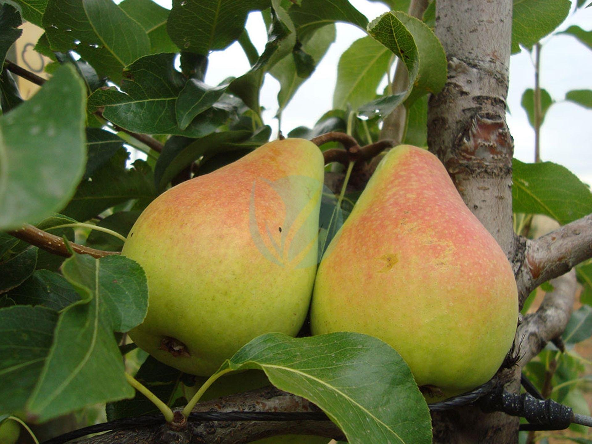 poirier-santa-maria-3