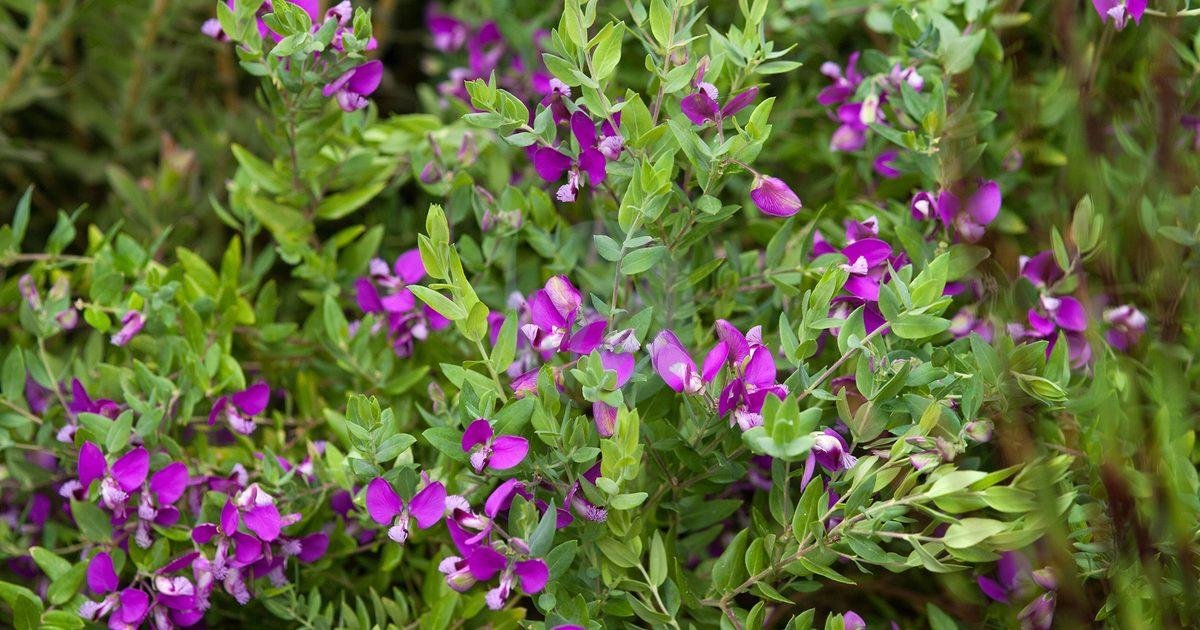 polygala-myrtifolia-3