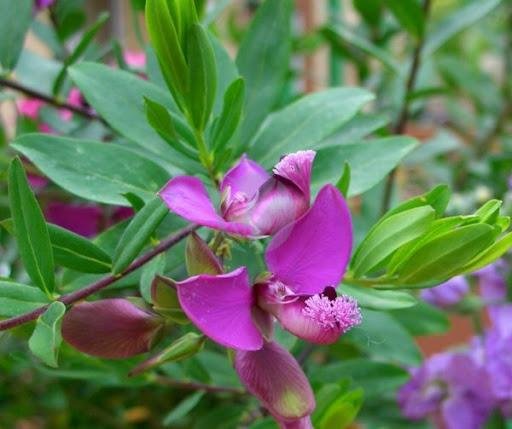 polygala-myrtifolia-clorofila-3