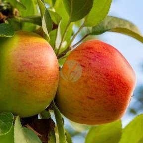 pomme-hana-clorofila-maroc-3