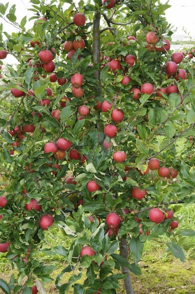 pommier-gala-clorofila-3