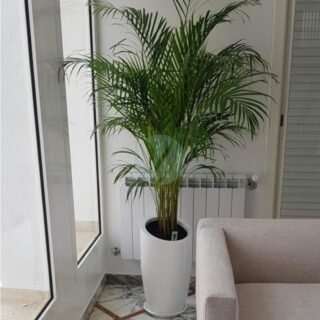pot-bisaute-plante-maroc-clorofila-p-15-320×320-12