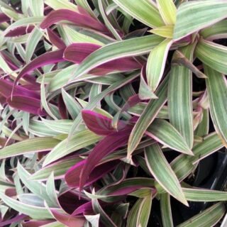 Echeveria - الصورة 4