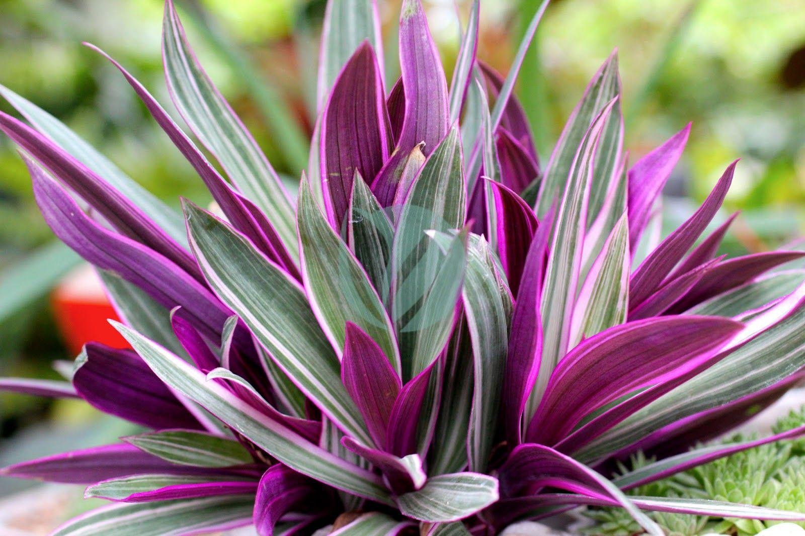 rhoeo-maroc-clorofila-3