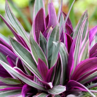 Canna indica vert - الصورة 5