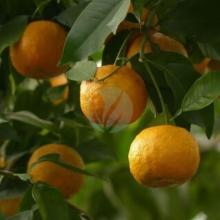 Figuier (ficus carica) – Image 5