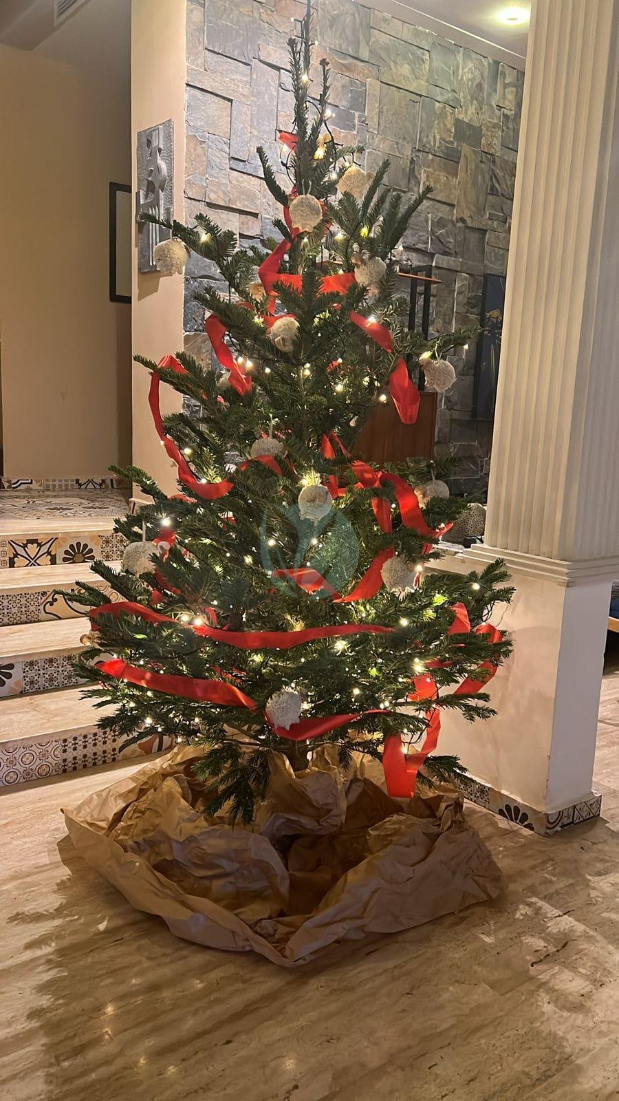 sapin-de-noel-nordmann-maroc