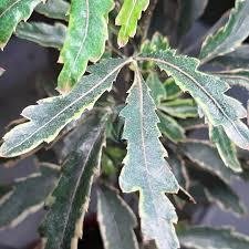 schefflera-elegantissima-maroc-clorofila-9