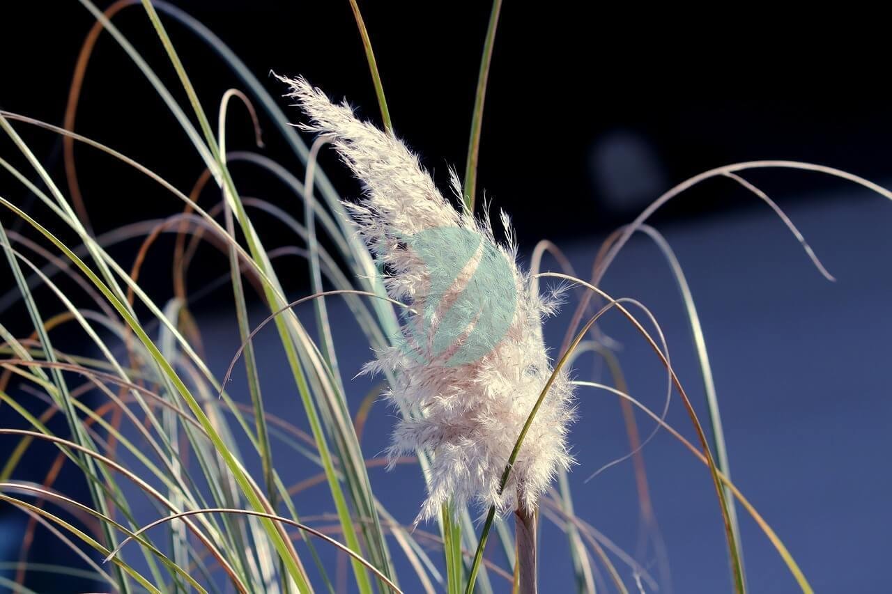 selloana-4931740_1280-3