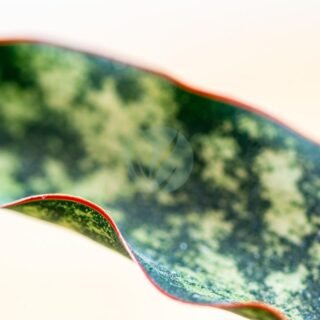 Agave desmettiana - الصورة 4