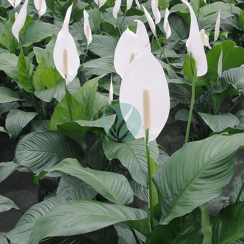 spathiphyllum-maroc-clorofila-3