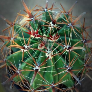 Euphorbia – Image 4