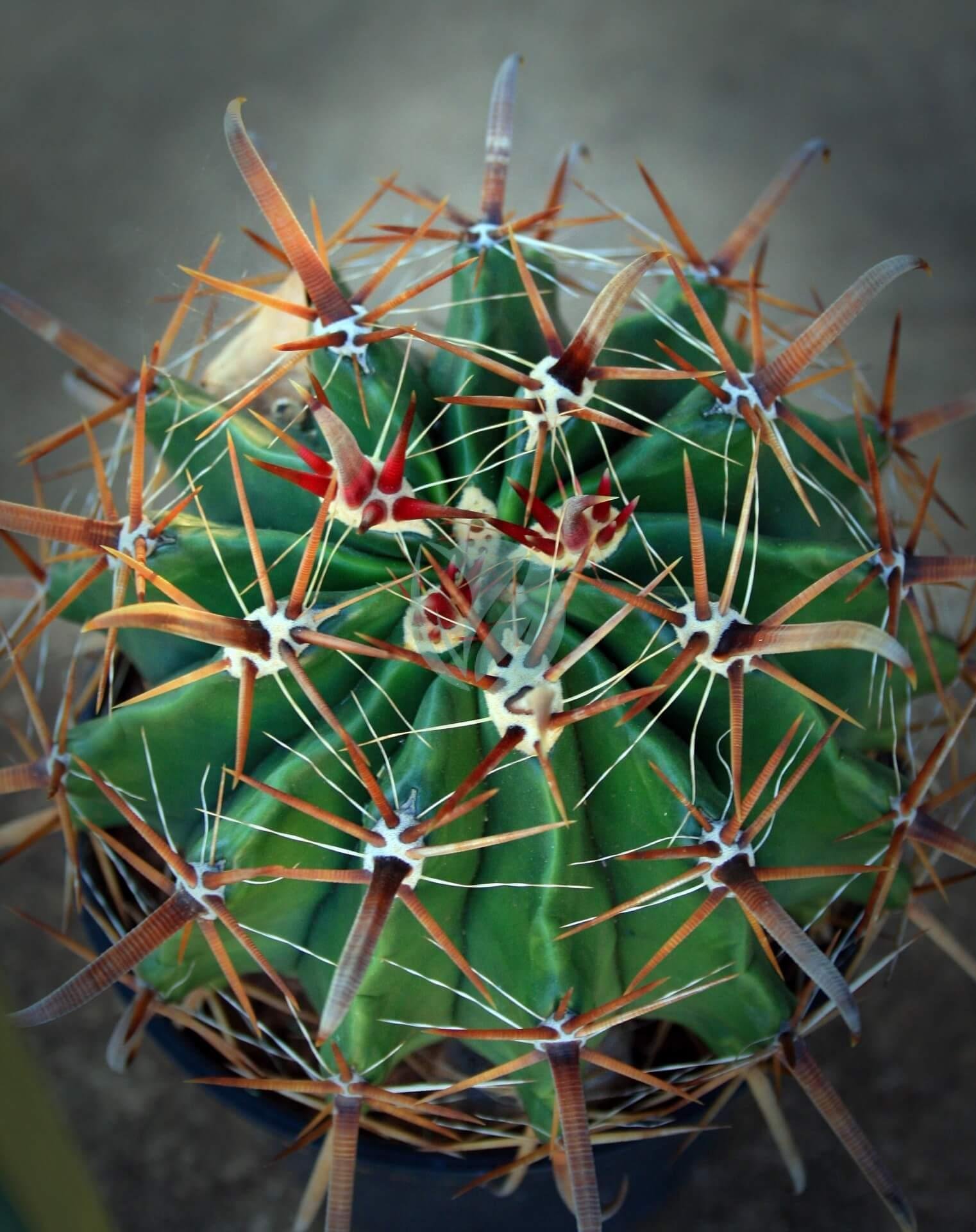spiny-cactus-14176349468p2