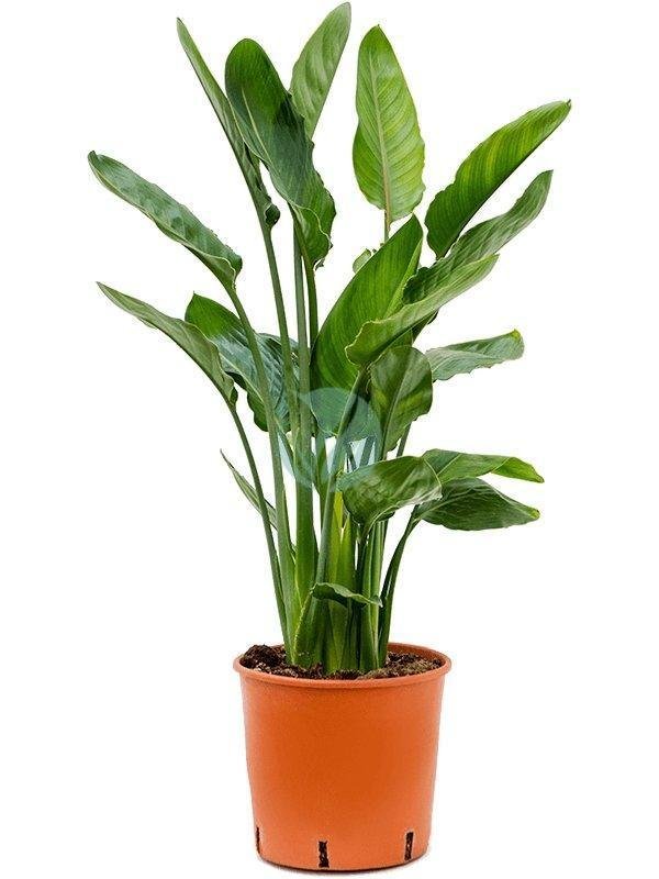 strelitzia-reginae-augusta-maroc-3