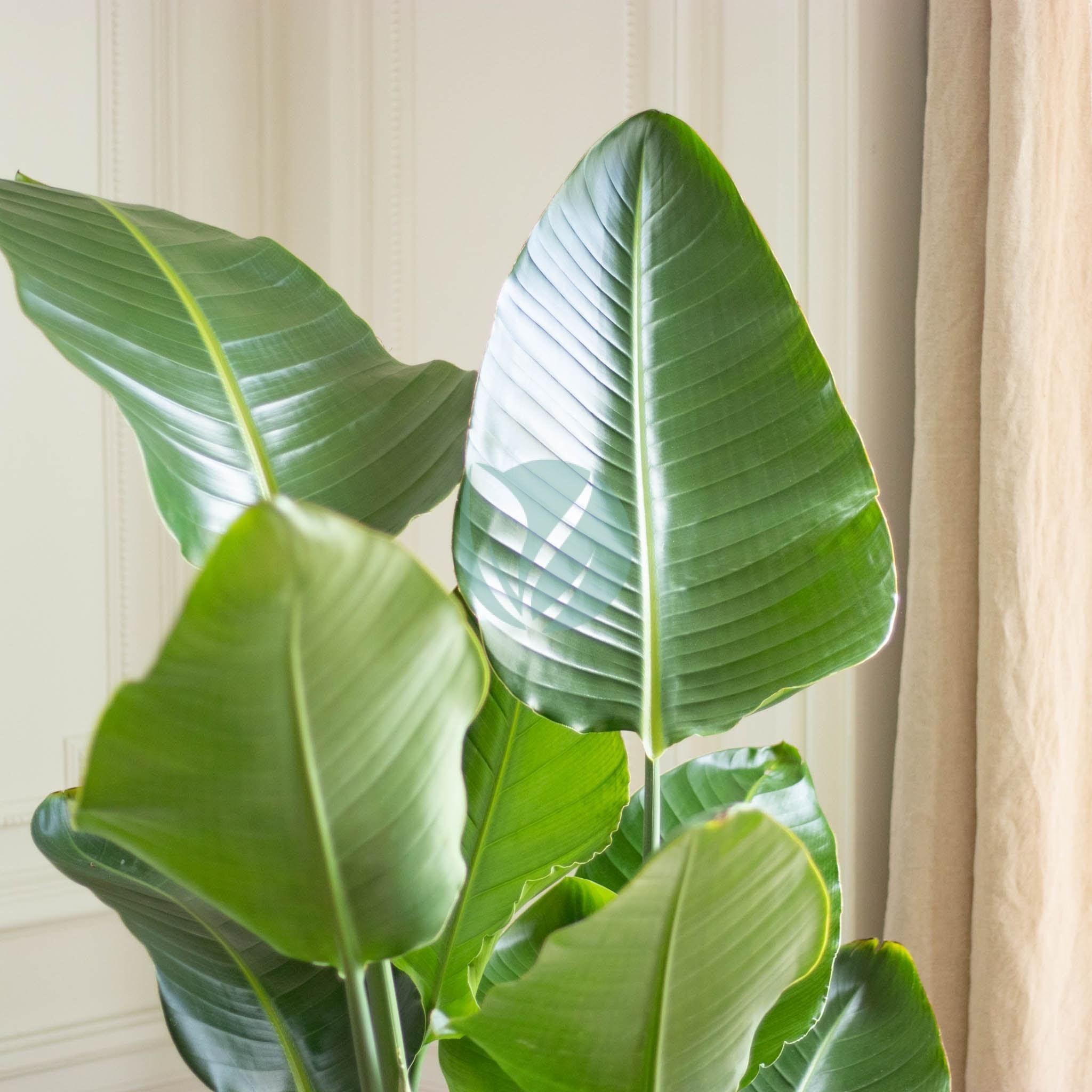 strelizia-nicolai-maroc-clorofila-3