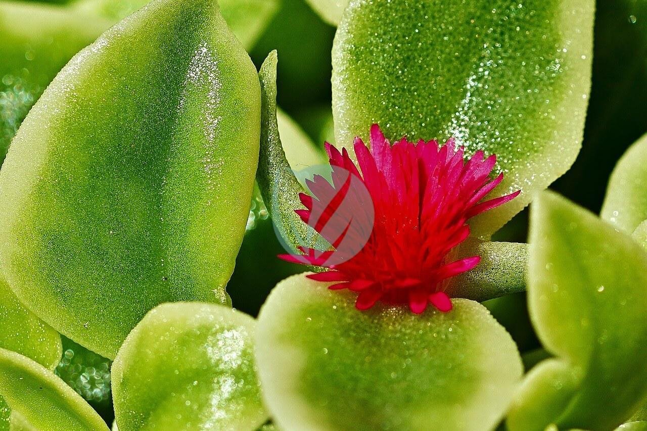 succulent-5352192_1280-3