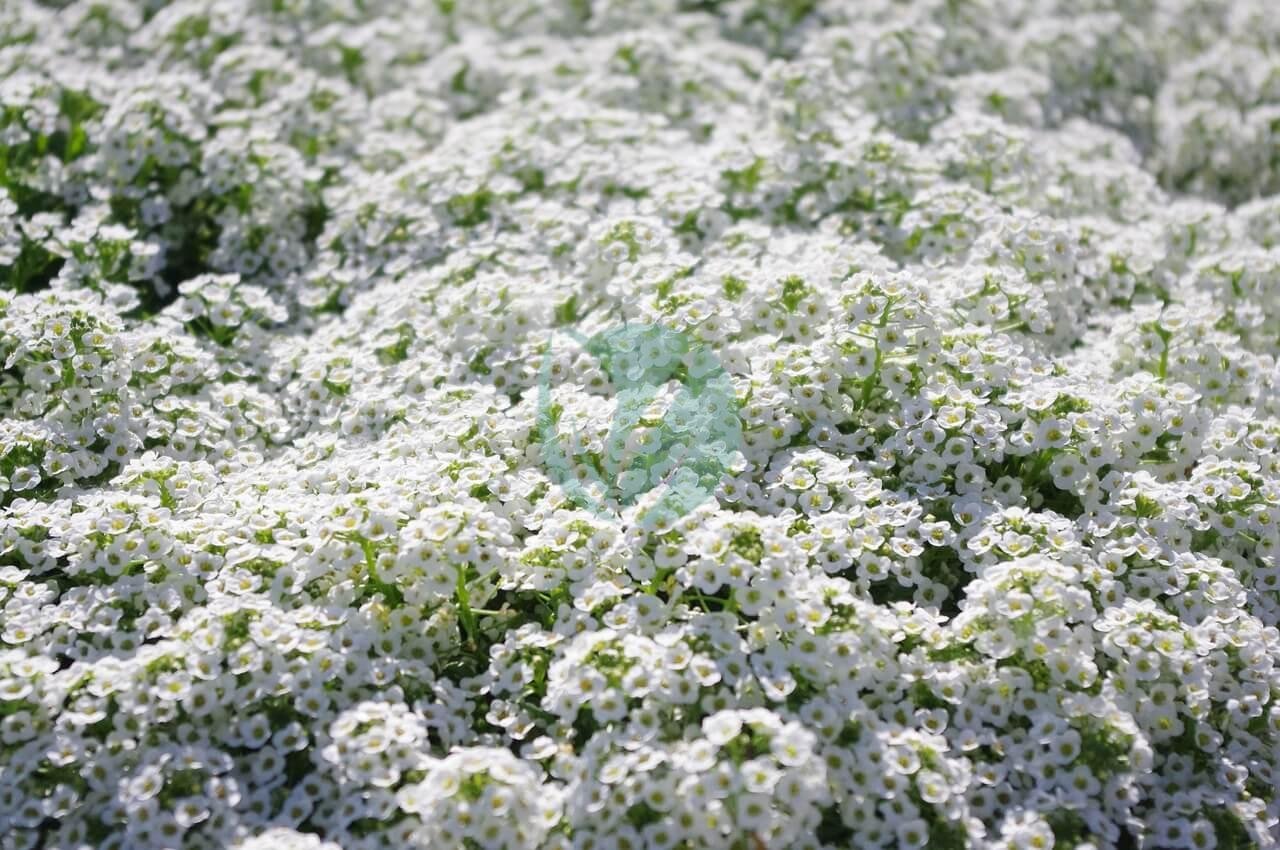 sweet-alyssum-5329266_1280