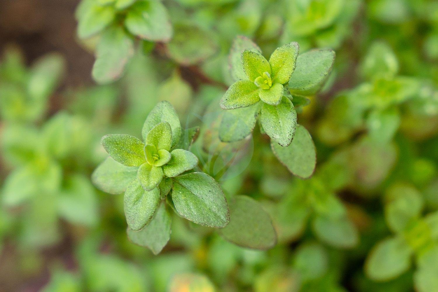 thym-citron-clorofila-1