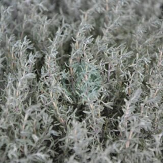 Achyranthes - الصورة 5