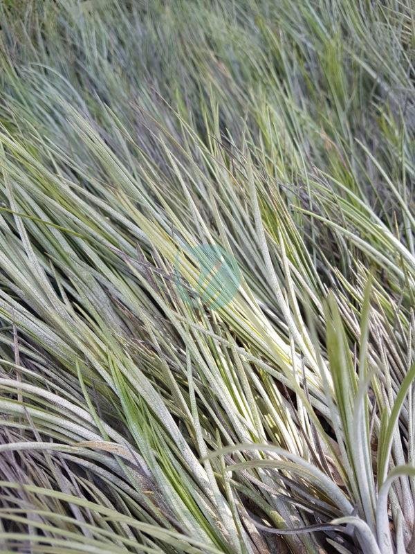 tillandsia-juncea-clorofila-3