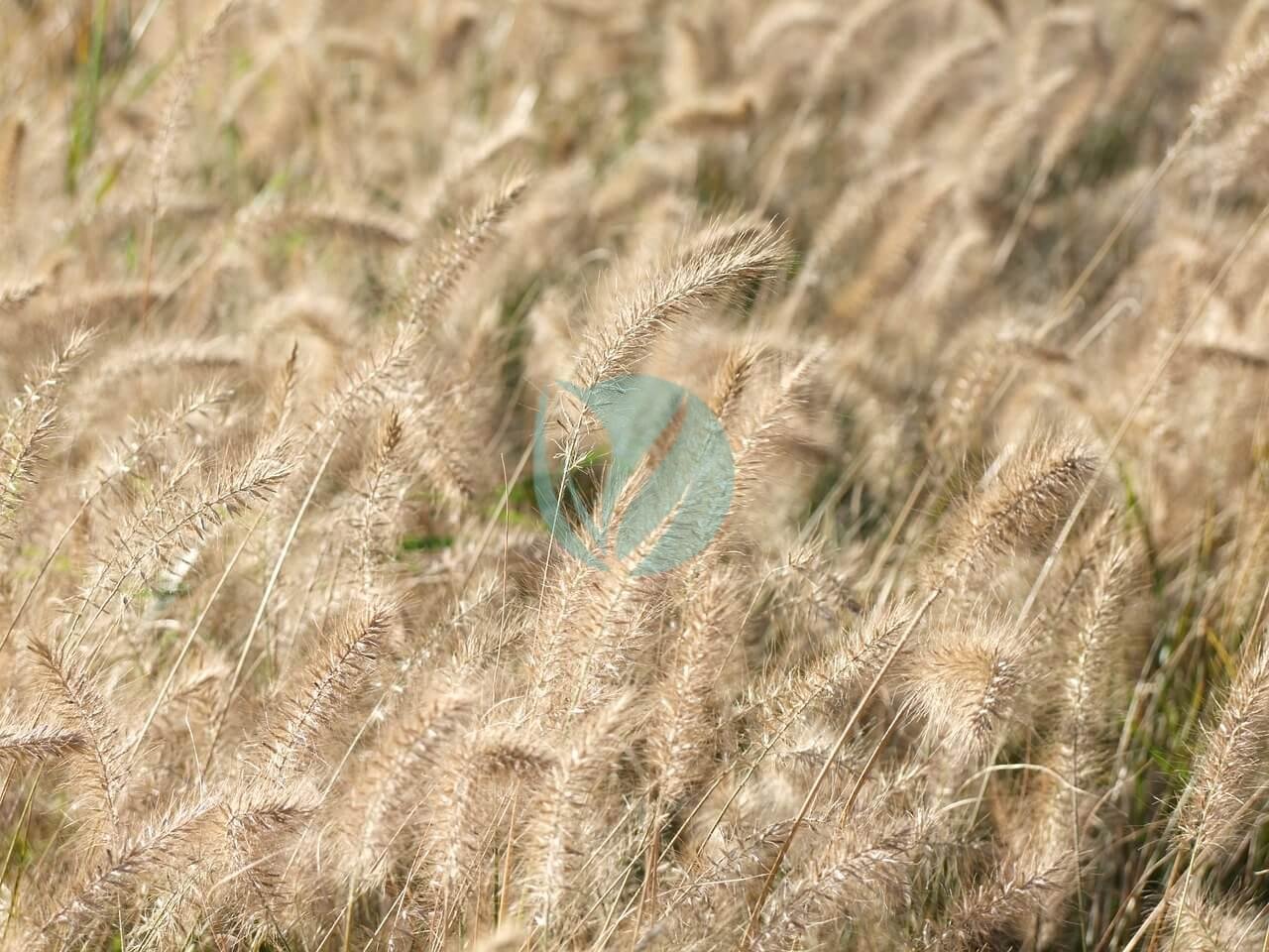 tollborzfu-5320848_1280-3