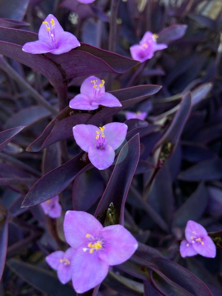 tradescantia-pallida-3
